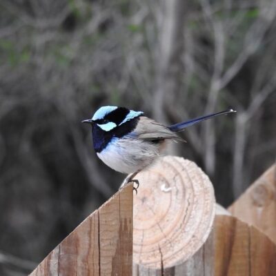 Fairy Wren by John McLoughlin