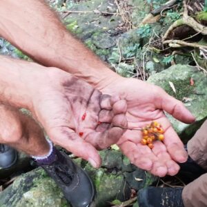 Milton-Rural-Landcare-seed-collection-March-2021