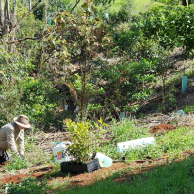 Whian Whian Landcare Dunoon Tree Planting c. Emma Stone