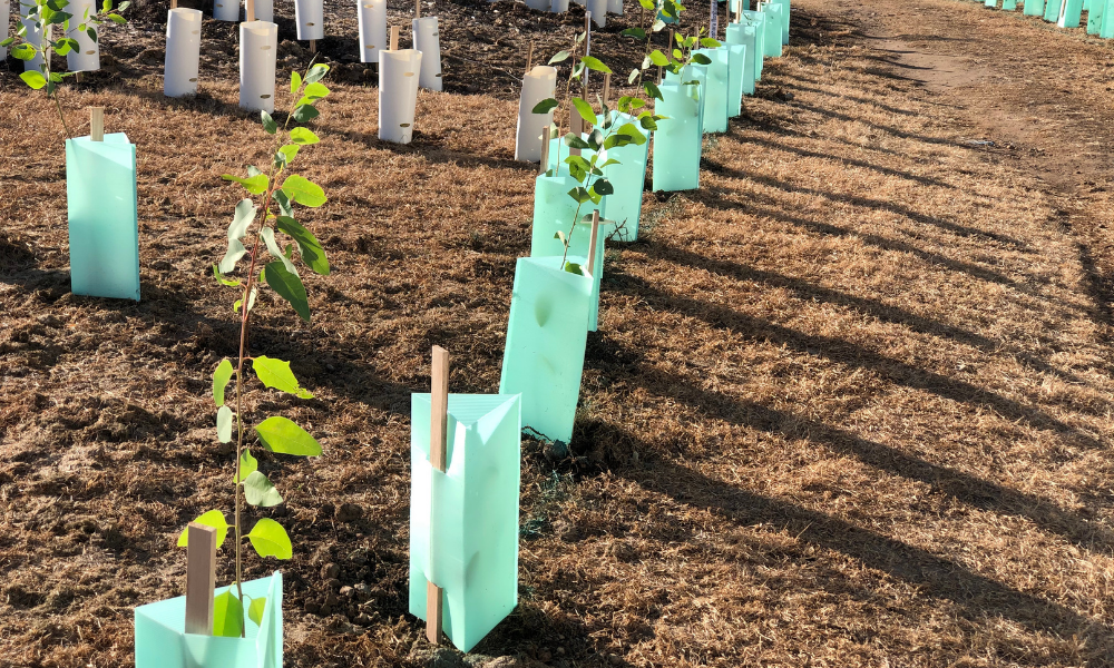 Media Release: Major milestone as 60,000th tree planted in Western Sydney by Landcare