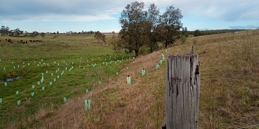 Media Release: Local landcare leads the way for resilient environments and communities in the Hunter