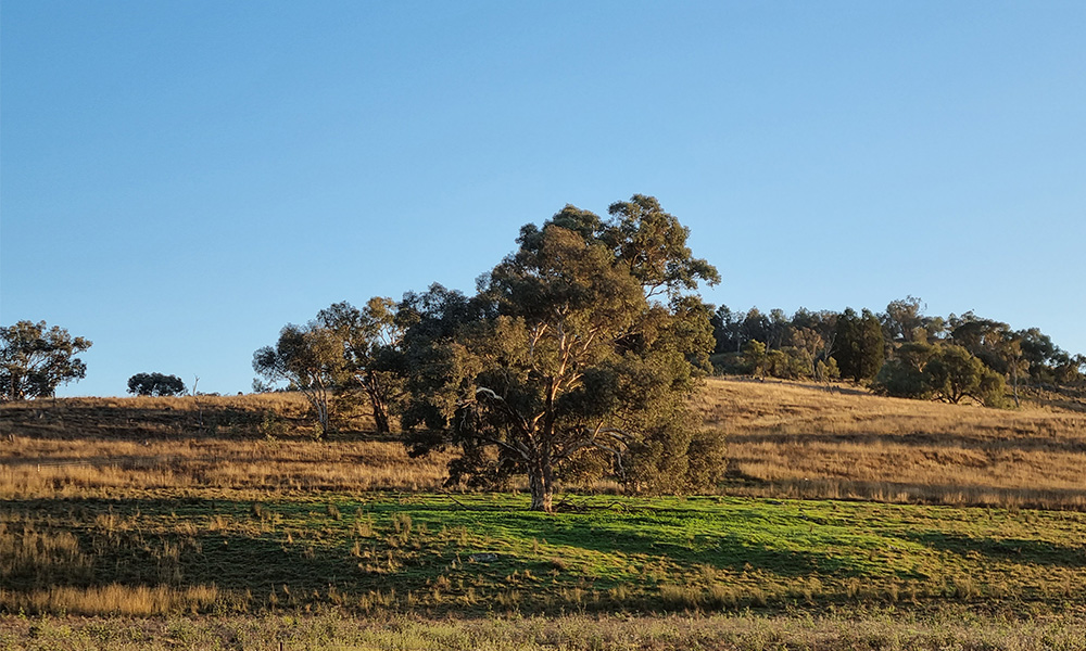 INTRODUCING 2023 DIRECTOR CANDIDATES NOMINATED TO JOIN THE BOARD OF LANDCARE NSW