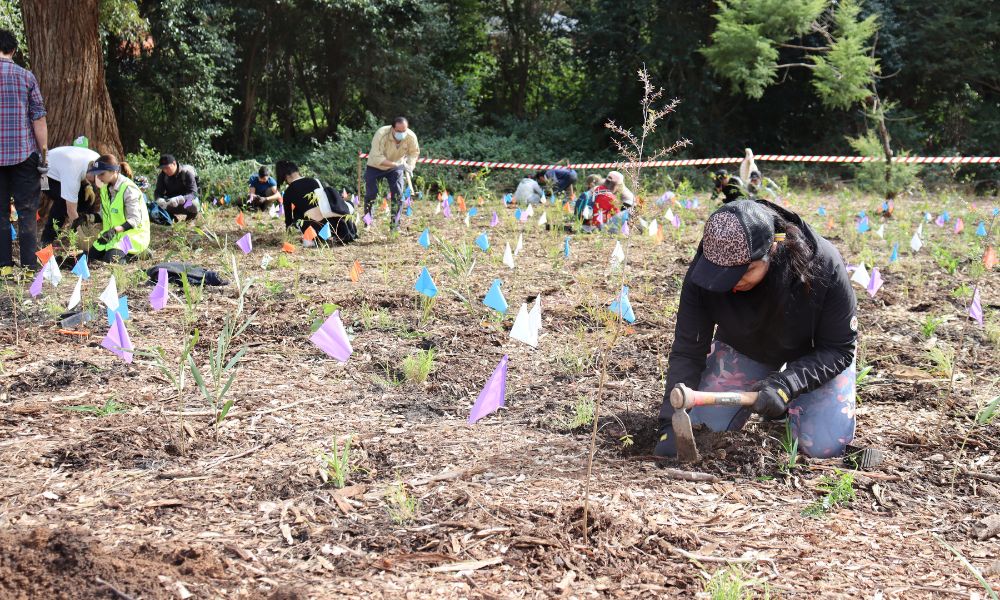 Media Release: Landcare reaches 80,000th tree as part of National Tree Day