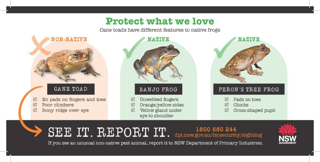 Be alert for Cane Toads