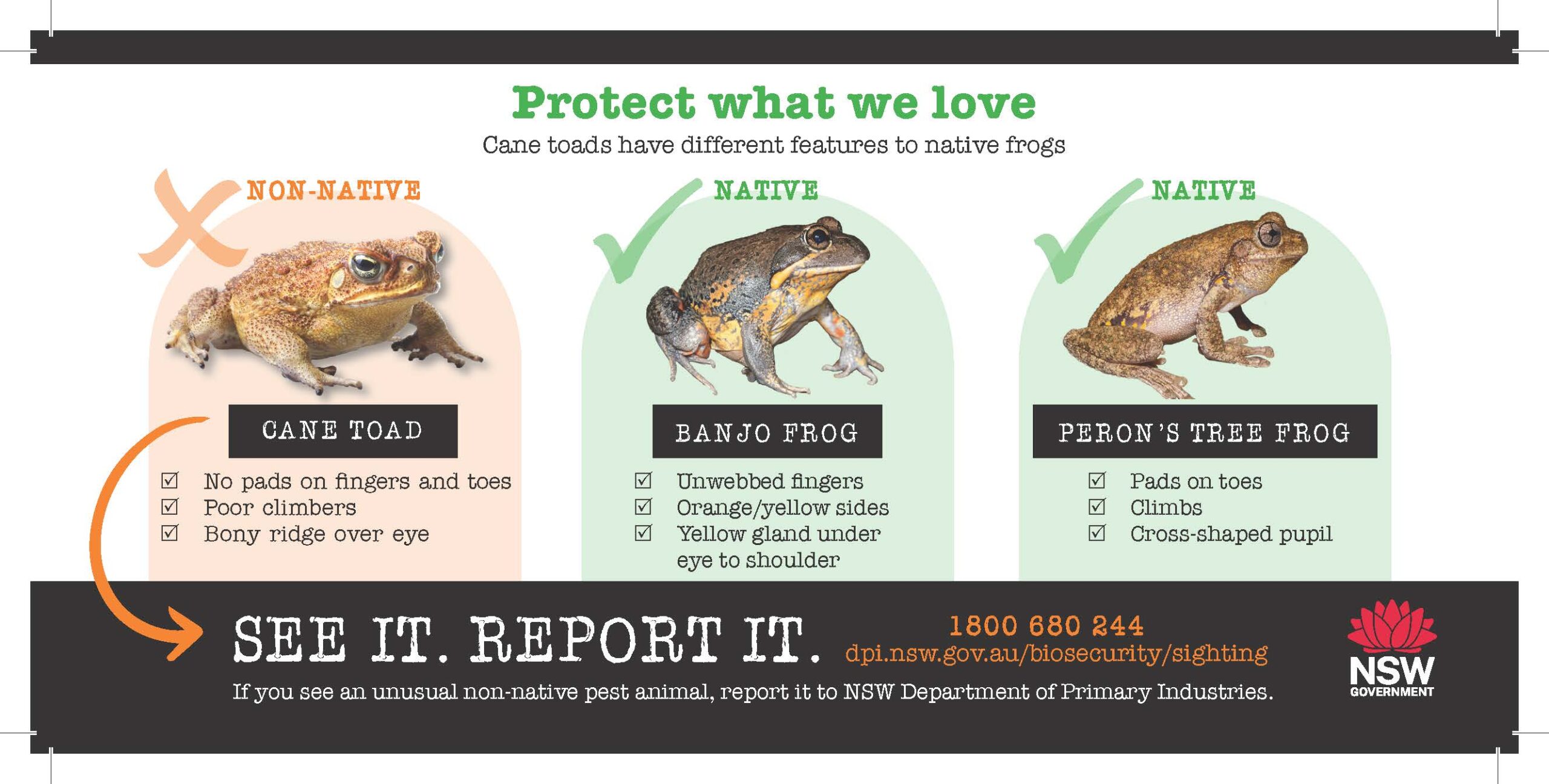 be-alert-for-cane-toads-landcare-nsw