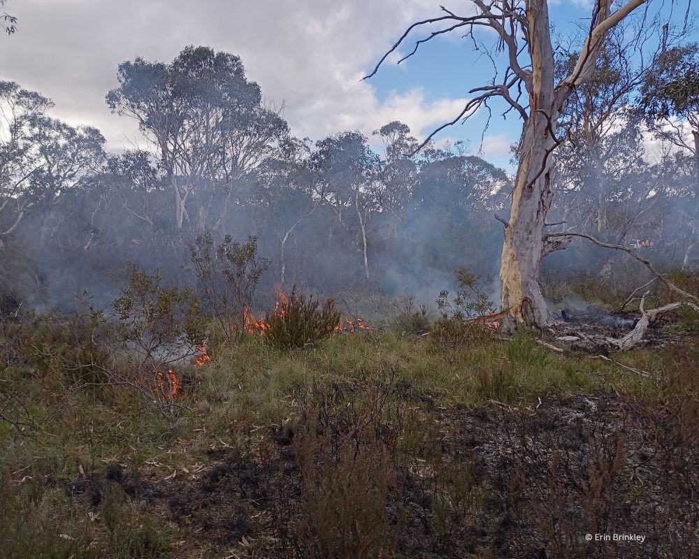 Blog: Healing Country & Community with Good Fire Practices in the Upper Shoalhaven