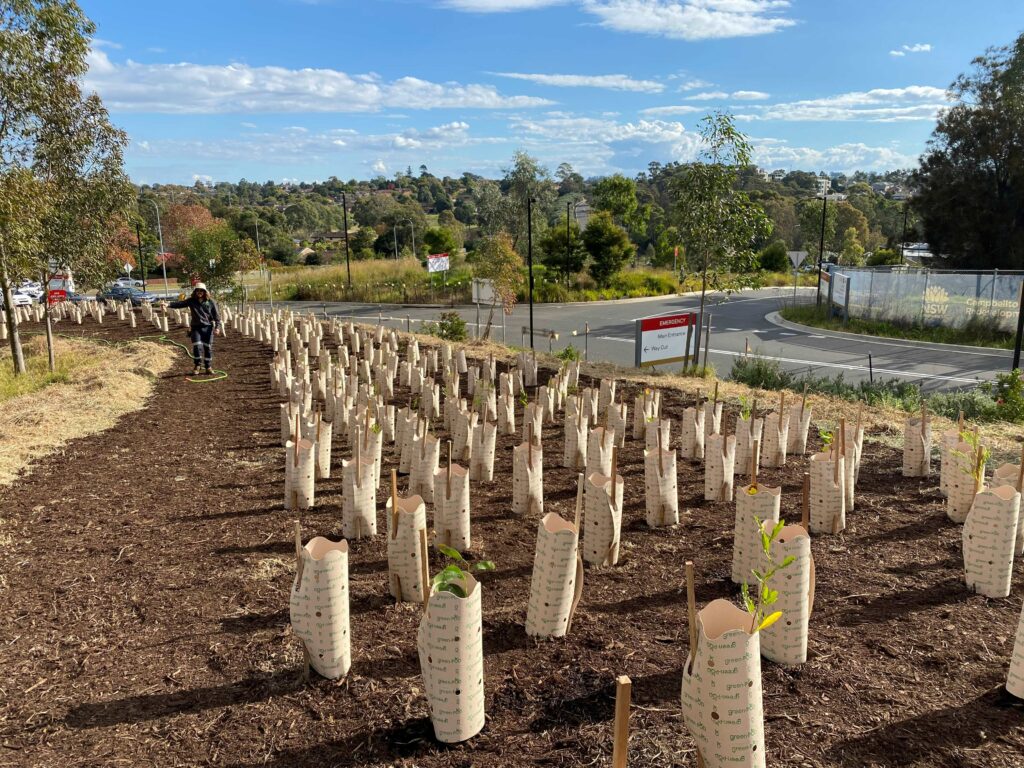 Hundreds of trees planted at Campbelltown Hospital to celebrate World Environment Day