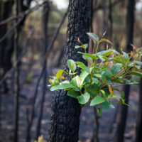 Bushfire regrowth from burnt bush