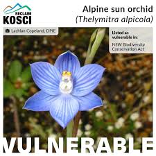 Alpine Sun Orchid