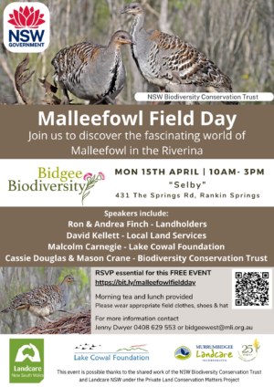 Mallee fowl field fay